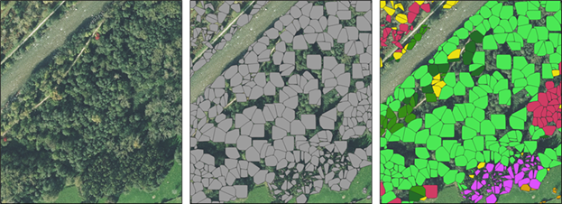 Riparian forest tree-level classification.